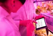 digital growth hub web identifier