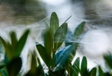 smart growth engine branding web